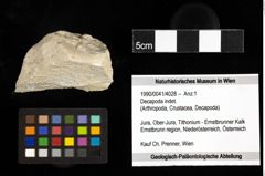 Foto (Objekt + Etiketten) von Decapoda indet. 